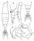 Espce Acartia (Odontacartia) pacifica - Planche 2 de figures morphologiques
