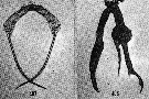 Espce Scottocalanus persecans - Planche 12 de figures morphologiques