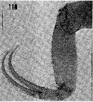 Espce Cornucalanus chelifer - Planche 20 de figures morphologiques