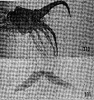 Espce Cornucalanus chelifer - Planche 19 de figures morphologiques
