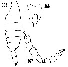 Espce Cornucalanus chelifer - Planche 17 de figures morphologiques