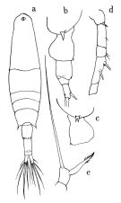 Espce Acartia (Acartia) danae - Planche 1 de figures morphologiques