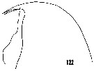 Espce Aetideus armatus - Planche 18 de figures morphologiques