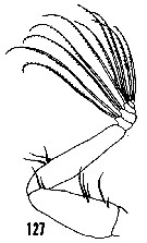 Espce Pseudeuchaeta brevicauda - Planche 15 de figures morphologiques