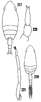 Espce Clausocalanus arcuicornis - Planche 20 de figures morphologiques