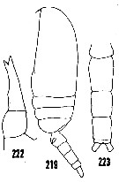 Espce Clausocalanus furcatus - Planche 15 de figures morphologiques