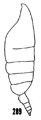 Espce Pseudeuchaeta brevicauda - Planche 13 de figures morphologiques
