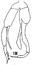 Species Chirundina streetsii - Plate 23 of morphological figures