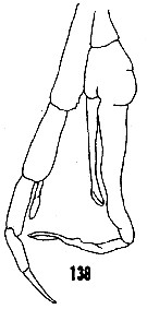 Espce Valdiviella brevicornis - Planche 6 de figures morphologiques