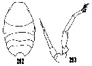 Espce Phaenna spinifera - Planche 22 de figures morphologiques