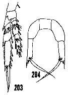 Espce Paracalanus aculeatus - Planche 12 de figures morphologiques