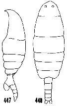 Espce Temoropia mayumbaensis - Planche 6 de figures morphologiques