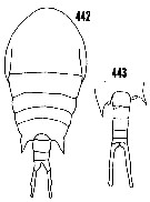 Espce Temora stylifera - Planche 19 de figures morphologiques