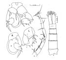 Espce Isias uncipes - Planche 2 de figures morphologiques