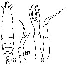 Species Rhincalanus rostrifrons - Plate 9 of morphological figures