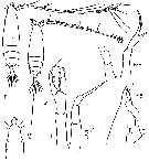 Espce Rhincalanus rostrifrons - Planche 8 de figures morphologiques