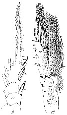 Espce Rhincalanus nasutus - Planche 25 de figures morphologiques