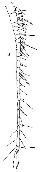 Espce Bradyidius pacificus - Planche 5 de figures morphologiques