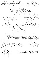 Espce Bradyidius pacificus - Planche 6 de figures morphologiques