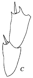 Espce Bradyidius pacificus - Planche 11 de figures morphologiques
