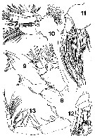 Espce Xanthocalanus marlyae - Planche 3 de figures morphologiques