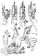 Espce Xanthocalanus marlyae - Planche 4 de figures morphologiques