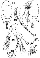 Espce Brachycalanus bjornbergae - Planche 1 de figures morphologiques