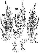 Espce Brachycalanus bjornbergae - Planche 4 de figures morphologiques