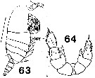 Espce Brachycalanus bjornbergae - Planche 5 de figures morphologiques