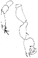 Espce Anomalocera patersoni - Planche 29 de figures morphologiques