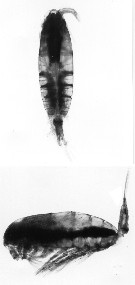 Espce Calanus propinquus - Planche 21 de figures morphologiques