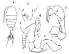 Espce Nullosetigera helgae - Planche 1 de figures morphologiques