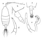 Espce Candacia longimana - Planche 1 de figures morphologiques