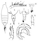 Espce Candacia norvegica - Planche 1 de figures morphologiques