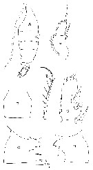Espce Euchaeta pubera - Planche 6 de figures morphologiques