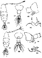 Espce Acartia (Acanthacartia) tonsa - Planche 27 de figures morphologiques