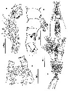 Espce Cymbasoma germanicum - Planche 2 de figures morphologiques