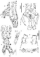 Species Cymbasoma germanicum - Plate 5 of morphological figures