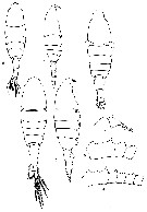 Species Pleuromamma scutullata - Plate 4 of morphological figures