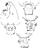 Species Euchaeta pubera - Plate 7 of morphological figures