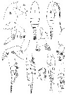 Species Euchaeta pubera - Plate 8 of morphological figures
