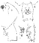 Espce Paraeuchaeta mexicana - Planche 5 de figures morphologiques