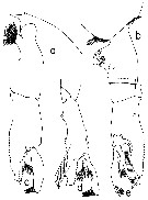 Espce Paraeuchaeta barbata - Planche 25 de figures morphologiques