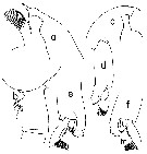 Espce Paraeuchaeta bisinuata - Planche 16 de figures morphologiques