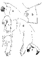 Espce Paraeuchaeta comosa - Planche 7 de figures morphologiques
