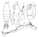Espce Labidocera acutifrons - Planche 1 de figures morphologiques