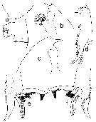 Espce Paraeuchaeta gracilis - Planche 11 de figures morphologiques