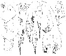 Espce Paraeuchaeta incisa - Planche 5 de figures morphologiques