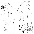 Espce Paraeuchaeta pseudotonsa - Planche 16 de figures morphologiques