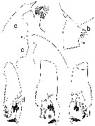 Espce Paraeuchaeta scotti - Planche 13 de figures morphologiques
